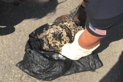 best-beehive-bee-nest-removal-5