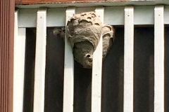best-bees-nest-removal-nj-1