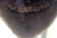 best-bees-nest-removal-nj-3
