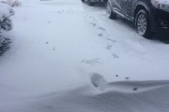 best-pest-control-snow-plow-2